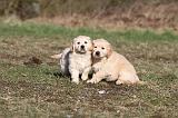 GOLDEN RETRIEVER 046